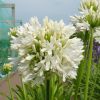 Agapanthus 'Snow Cloud'