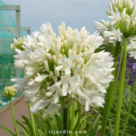 Agapanthus 'Snow Cloud'