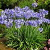 Agapanthus 'Star Quality'