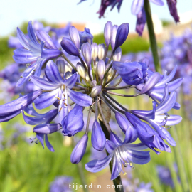Agapanthus 'Star Quality'