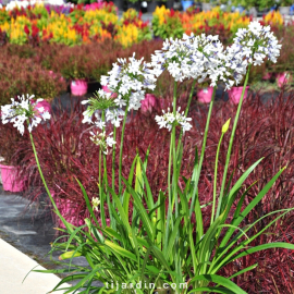 Agapanthus 'Twister'