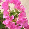 Bougainvillea 'Barbara Rosea'