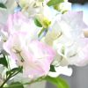 Bougainvillea 'Blush'