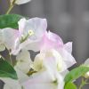 Bougainvillea 'Blush'