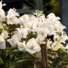 Bougainvillea 'Mambo'