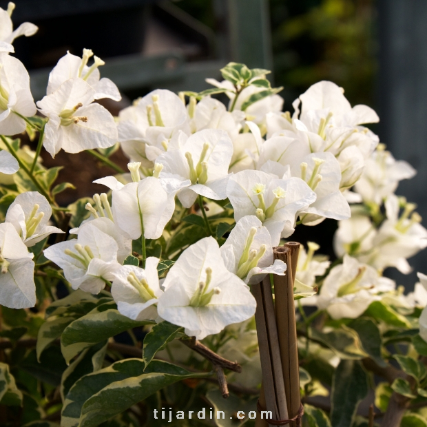 Bougainvillea 'Mambo'