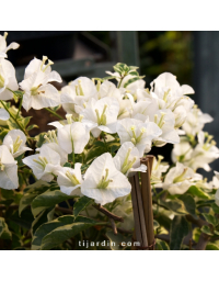 Bougainvillier 'Mambo'