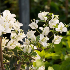 Bougainvillea 'Mambo'