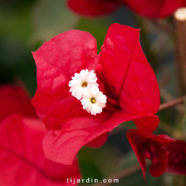 Bougainvillea 'Rubiana'