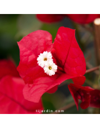 Bougainvillier 'Rubiana'