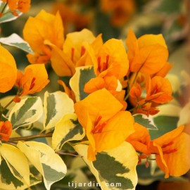 Bougainvillea 'Cha Cha Cha'