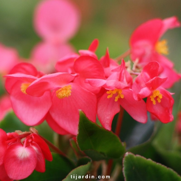 Begonia 'Dragon Wing' : fleurs roses ou rouges compactes - Tijardin