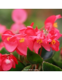 Begonia x 'Dragon Wing'