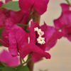 Bougainvillea 'Corsaire'