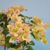 Bougainvillea 'Double Blanc'