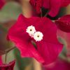 Bougainvillea 'Corsaire'