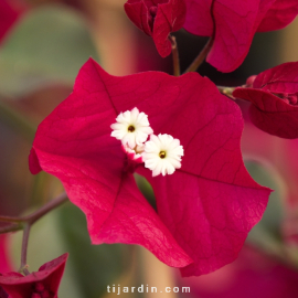 Bougainvillea 'Corsaire'