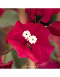 Bougainvillier 'Corsaire'