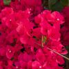 Bougainvillea 'Louisa'