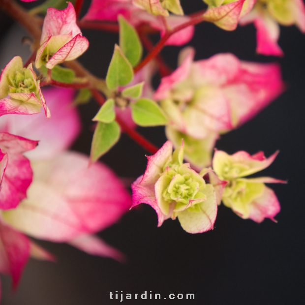 Bougainvillea 'Double Blanc'