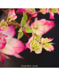 Bougainvillier 'Double Blanc'