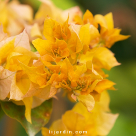 Bougainvillea 'Double Jaune'