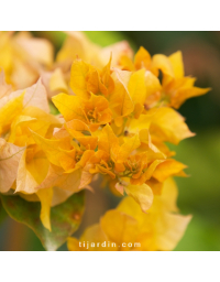 Bougainvillier 'Double Jaune'