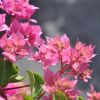 Bougainvillier 'Double Rose'