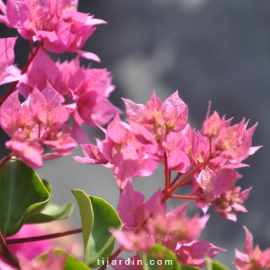 Bougainvillea 'Double Rose'