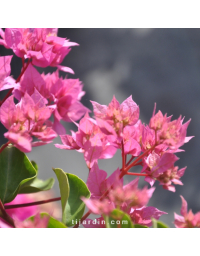 Bougainvillier 'Double Rose'