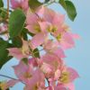 Bougainvillea 'Double Rose'