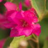 Bougainvillea 'Double Rose'