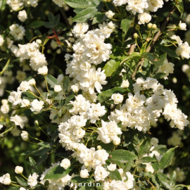 Rosa banksiae 'Alba Plena' - Rosier de Banks Blanc