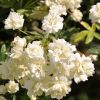 Rosa banksiae 'Alba Plena' - Rosier de Banks Blanc