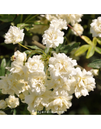 Rosa banksiae 'Alba Plena' - Rosier de Banks blanc