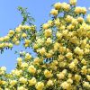 Rosa banksiae 'Lutea' - Rosier de Banks Jaune