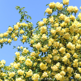 Rosa banksiae 'Lutea'