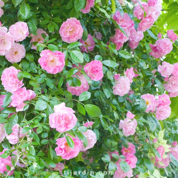 Rosa banksiae 'Rosea' - Rosier de Banks rose Rosa banksiae 'Rosea' - Rosier de Banks rose