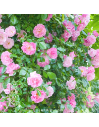 Rosa banksiae 'Rosea' - Rosier de Banks rose