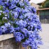 Plumbago capensis - Dentelaire du Cap