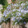 Plumbago capensis - Dentelaire du Cap