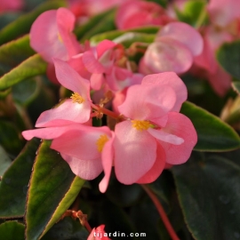 Begonia x 'Big' feuillage vert