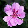 Geranium lierre double 