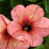 Petunia 'Potunia'