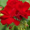 Pelargonium - Géranium Interspecific