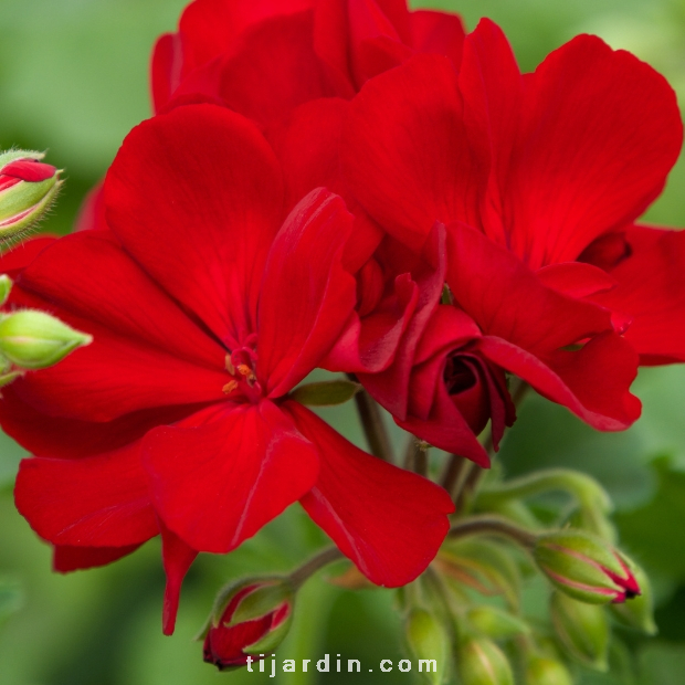 Pelargonium - Géranium Interspecific