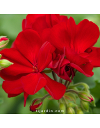 Pelargonium - Géranium Interspecific