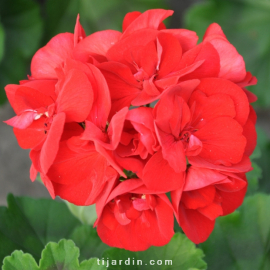 Pelargonium - Géranium Interspecific