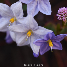 Solanum jasminoïdes