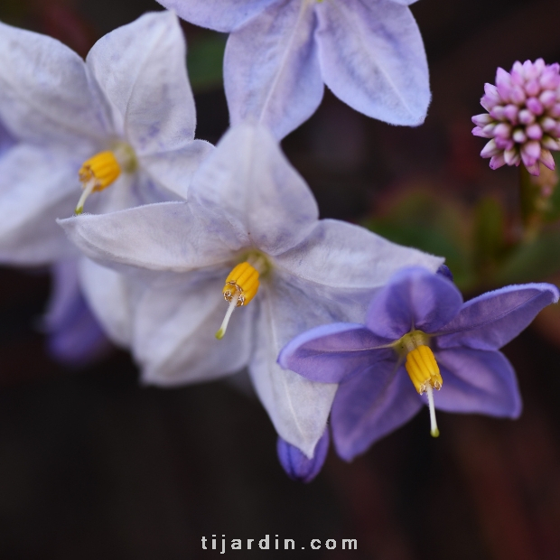 Solanum jasminoïdes - Morelle faux jasmin
